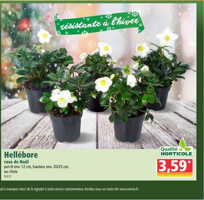 hellébore rose de noël