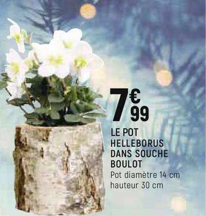 le pot helleborus dans souche boulot