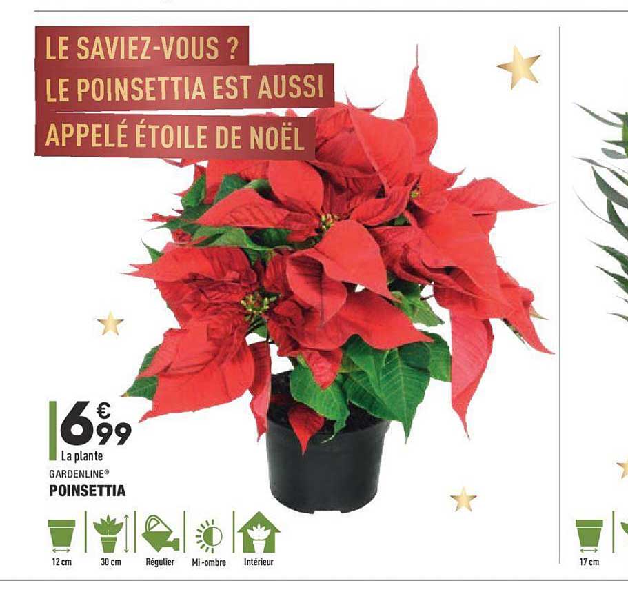 poinsettia gardenline