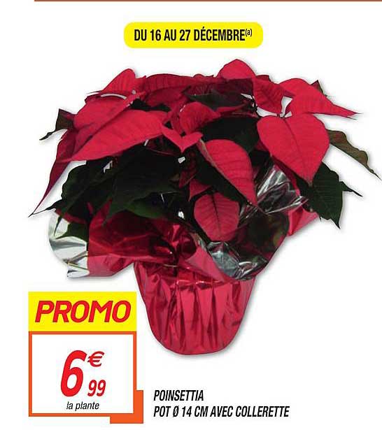 poinsettia pot 14 cm avec collerette