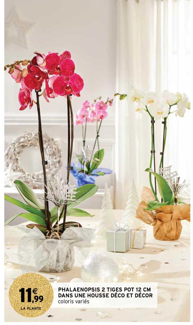 phalaenopsis 2 tiges pot 12 cm dans une housse déco et décor