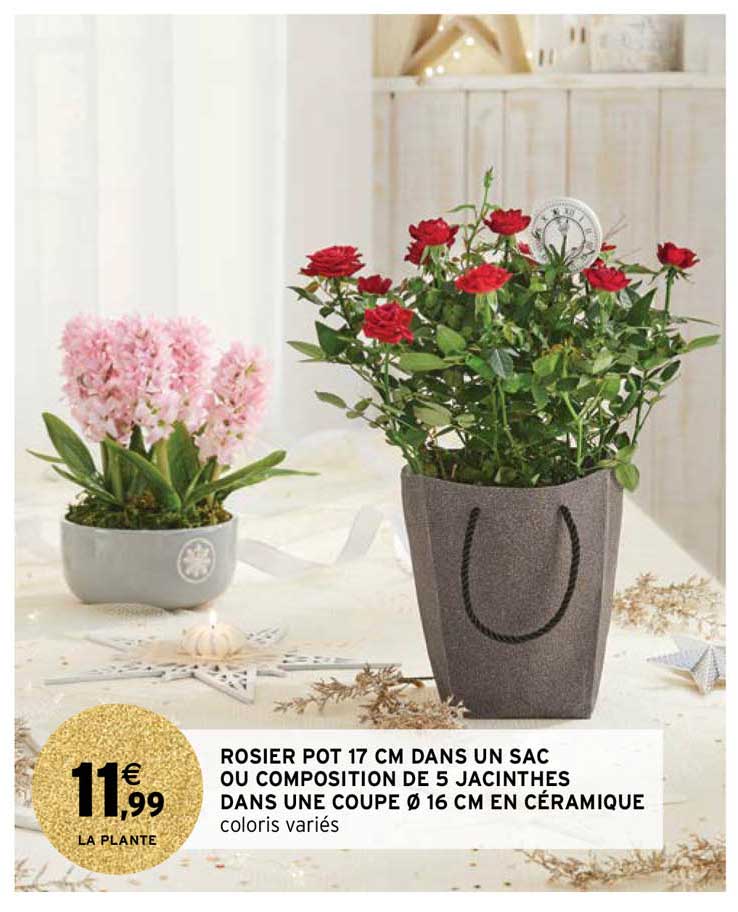 rosier pot 17 cm dans un sac ou composition de 5 jacinthes dans une coupe ø 16 cm en céramique