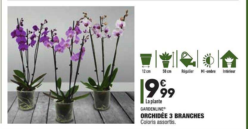 Orchidée 3 Branches Gardenline