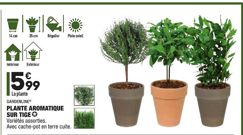 plante aromatique sur tige gardenline