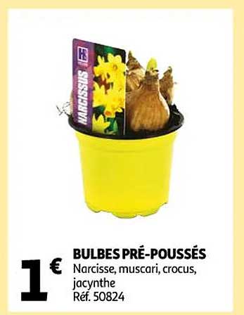 Bulbes Pré-poussés
