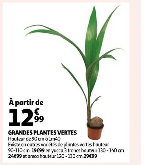 grandes plantes vertes