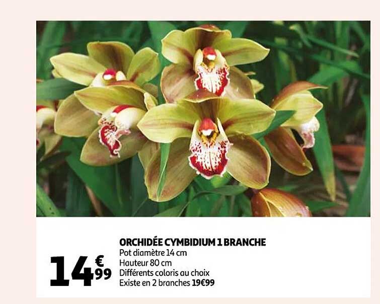orchidée cymbidium 1 branche