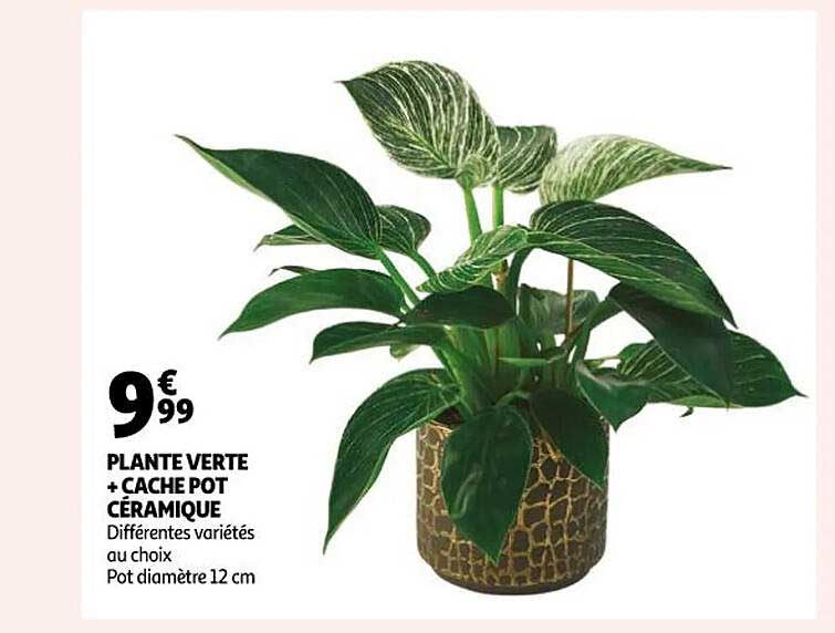 Plante Verte + Cache Pot Céramique