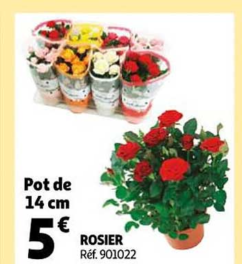 Rosier