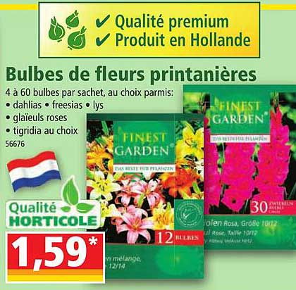 Bulbes De Fleurs Printanières