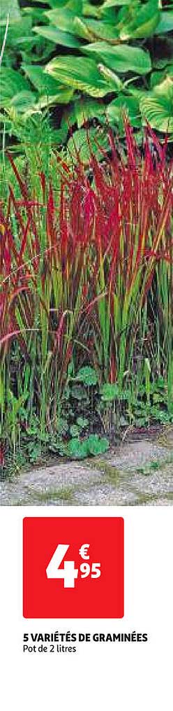 5 variétés de graminées