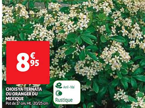choisya ternata ou oranger du mexique