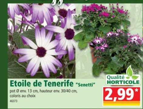 étoile de tenerife "senetti"
