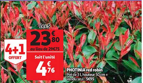 Photinia Red Robin