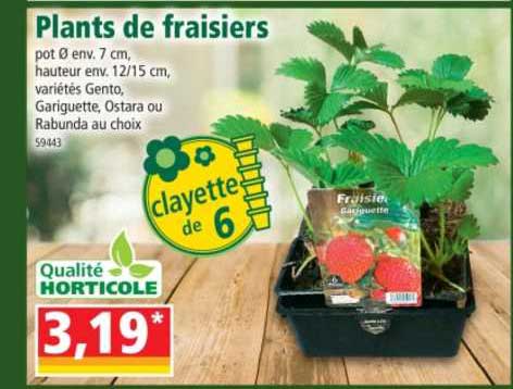 plants de fraisiers