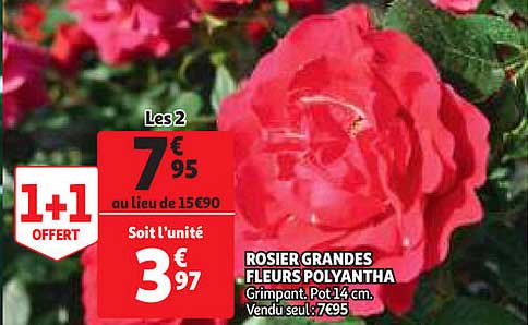 rosier grandes fleurs polyantha
