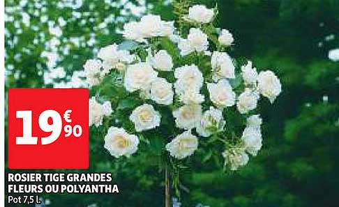 rosier tige grandes fleurs ou polyantha