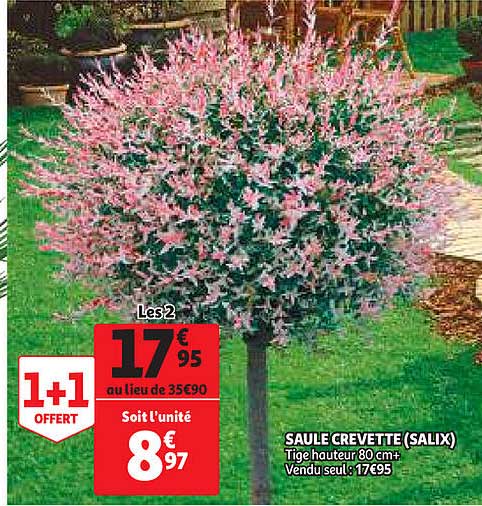 saule crevette (salix)