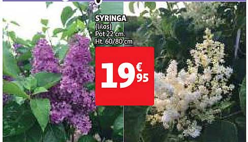 Syringa