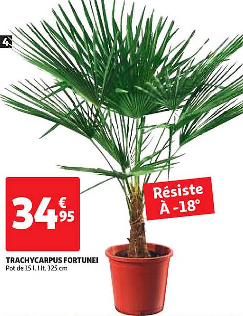 tranchycarpus fortunei