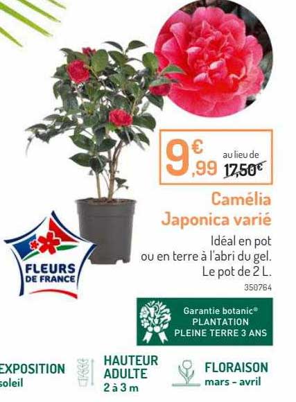 camélia  japonica varié