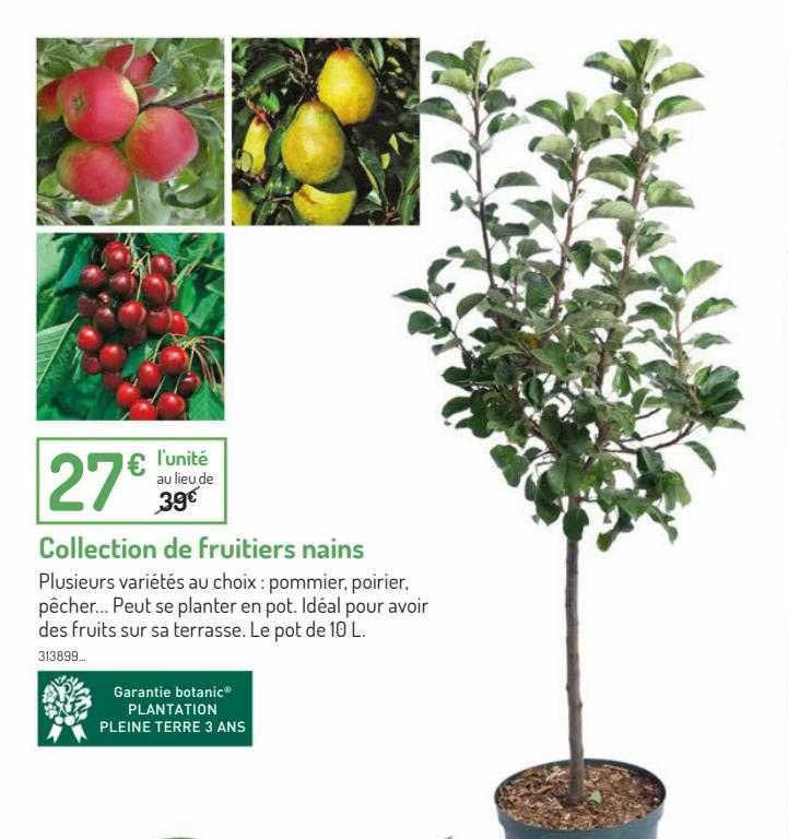 collection de frutiers nains