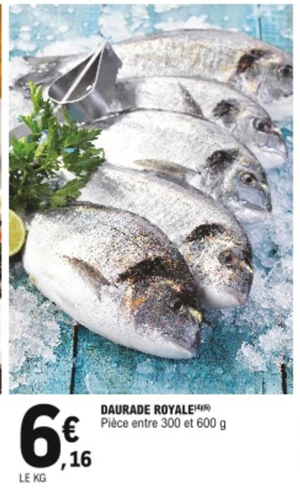 Daurade Royale