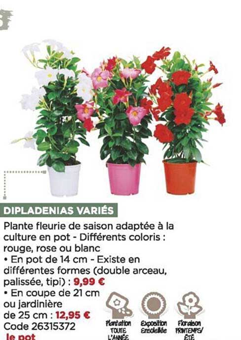 dipladenias variés