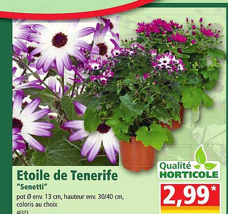 étoile de tenerife "senetti"