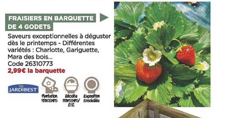 fraisiers en barquette de 4 godets jardibest