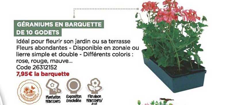 géraniums en barquette de 10 godets