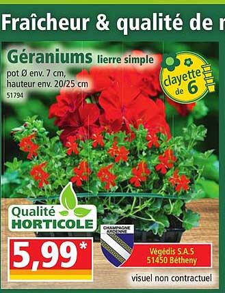 géraniums lierre simple