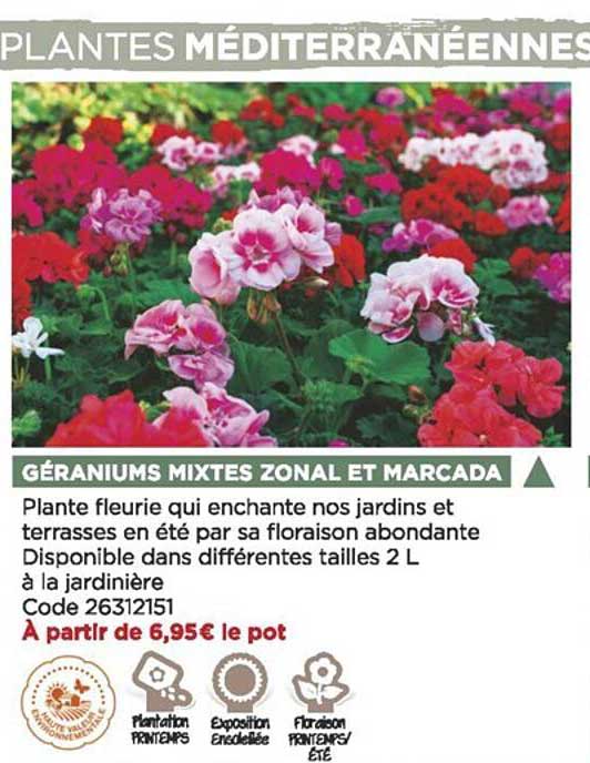 géraniums mixtes zonal et marcada