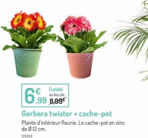 gerbera twister + cache-pot