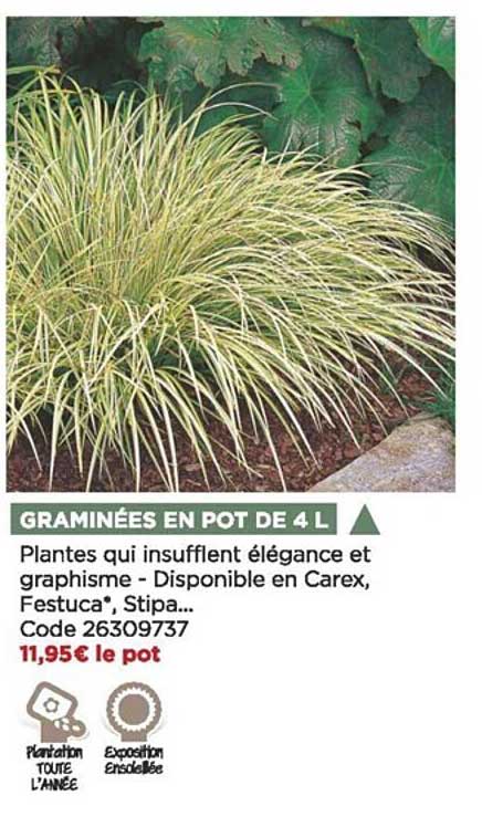 graminées en pot de 4 l