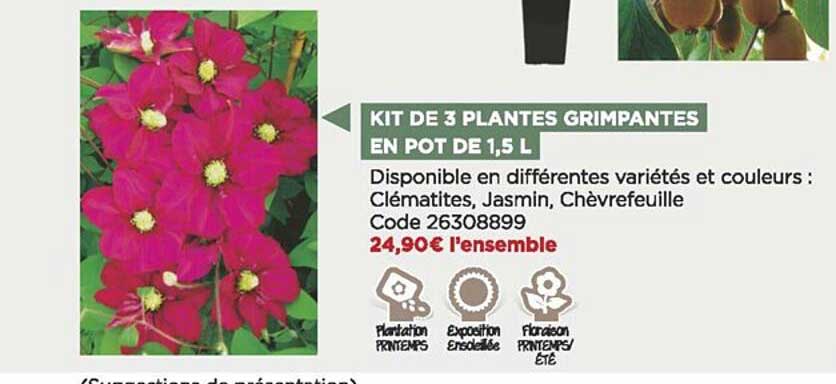 Kit De 3 Plantes Grimpantes En Pot De 1,5 M