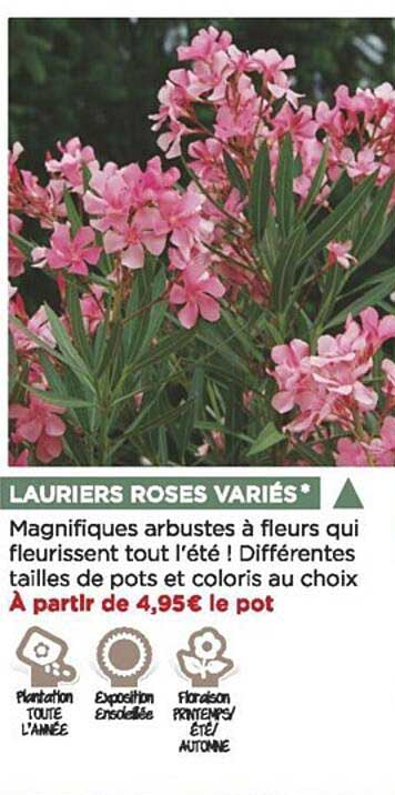 lauriers roses variés
