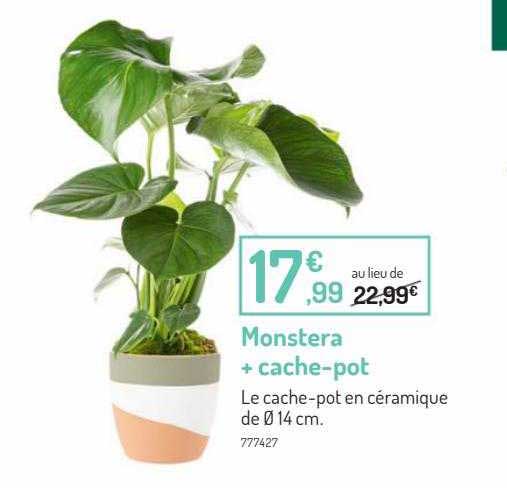 Monstera + Cache-pot