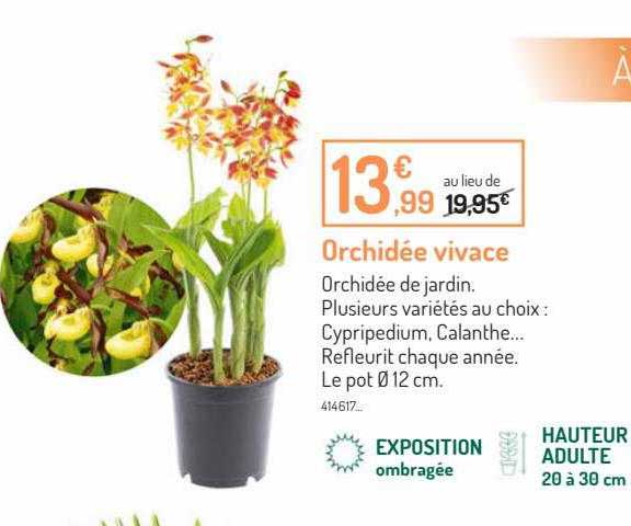 Orchidée Vivace