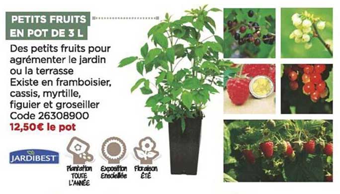 petits fruits en pot de 3 l jardibest