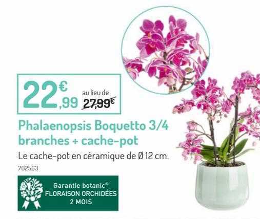 Phalaenopsis Boquetto 3 4 Branches + Cache-pot