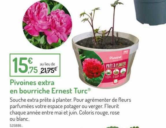 pivoines extra en bourriche ernest turc