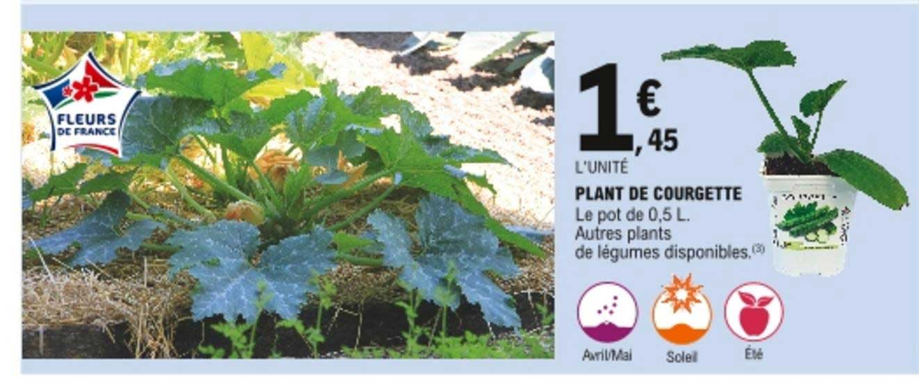 plant de courgette