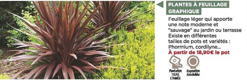 Plantes à Feuillage Graphique