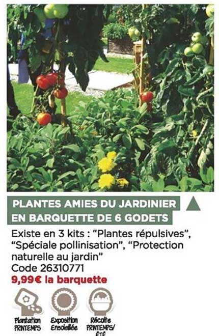 plantes amies du jardinier en barquette de 6 godets