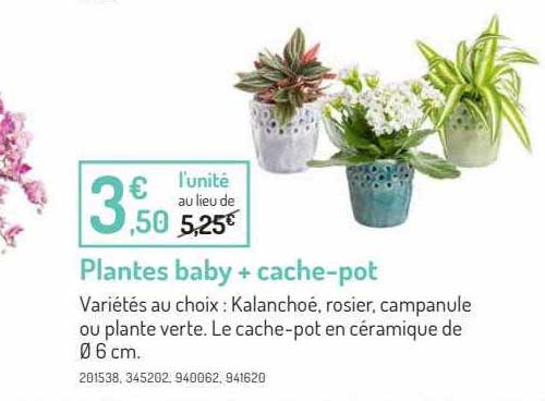 plantes baby + cache-pot