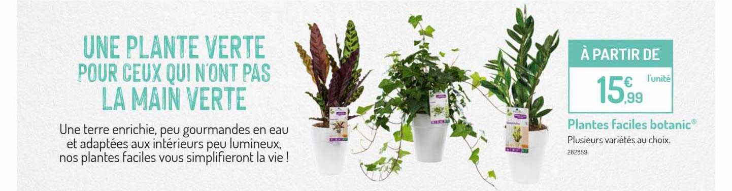 plantes faciles botanic