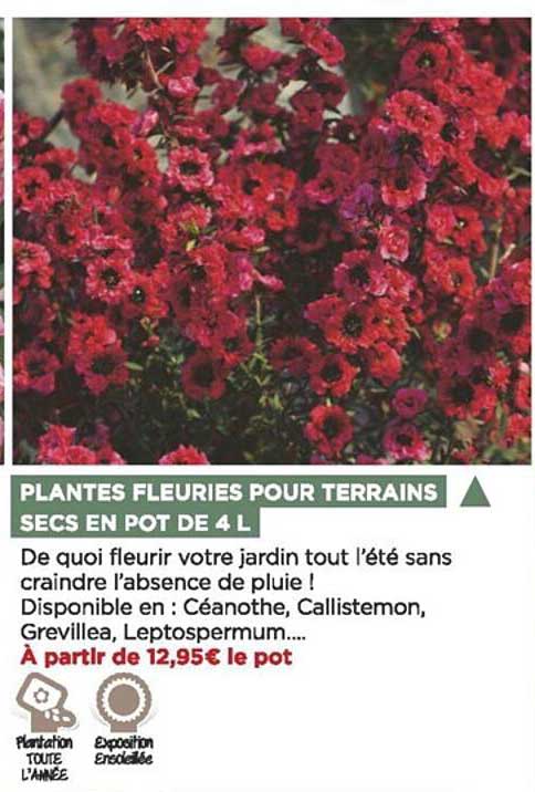 plantes fleuries pour terrains secs en pot de 4 l
