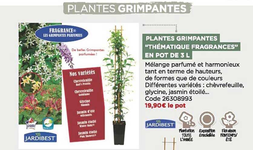 plantes grimpantes "thématique fragrances" en pot de 3 l jardibest