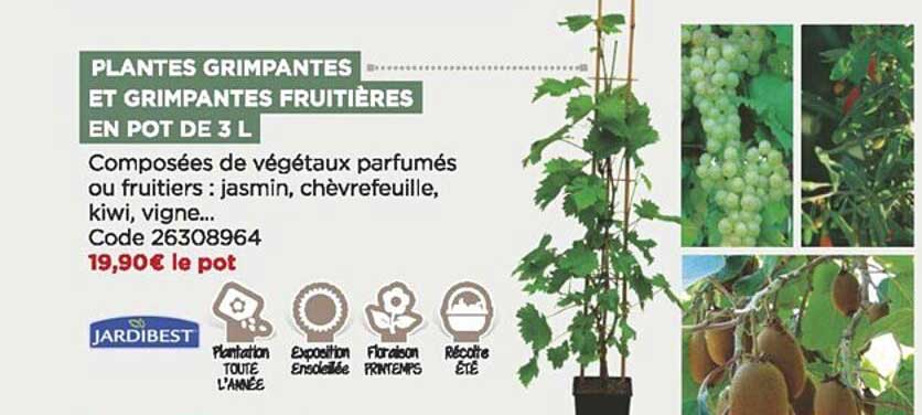 plantes grimpantes et grimpantes fruitières en pot de 3 l